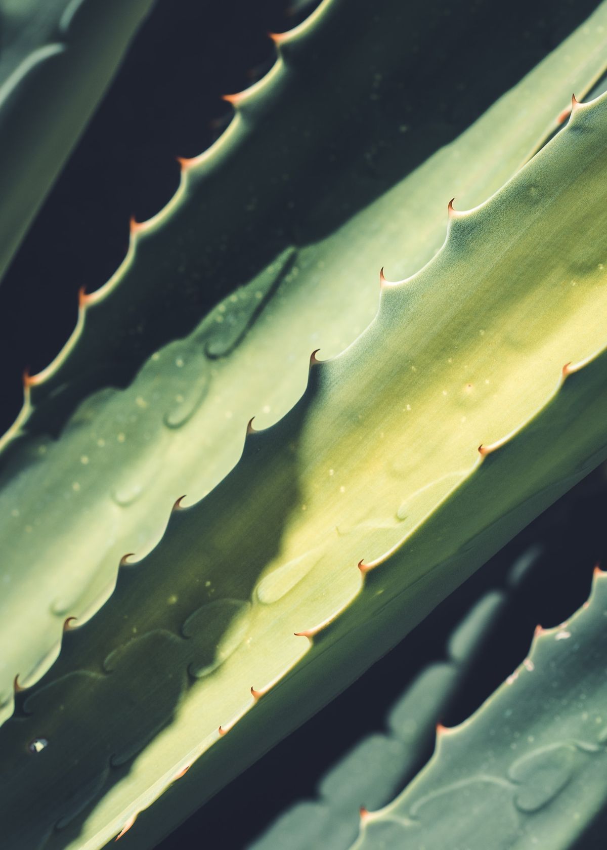 The Best Aloe Vera Juices for Digestion, Immunity, and Skin Health